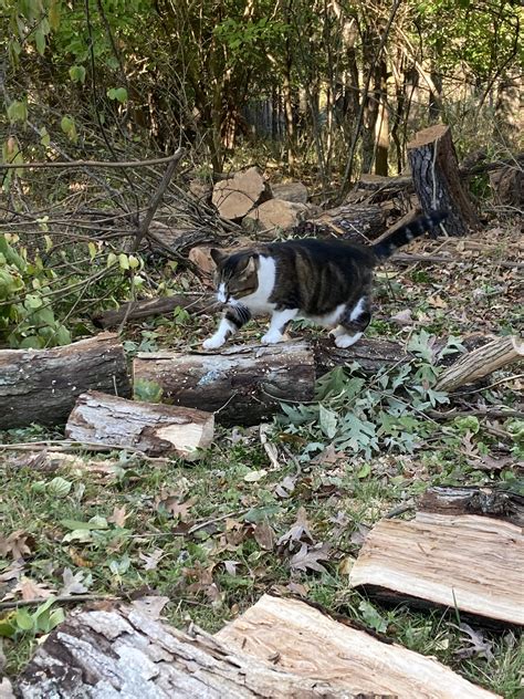 diy mouse deterrent 1