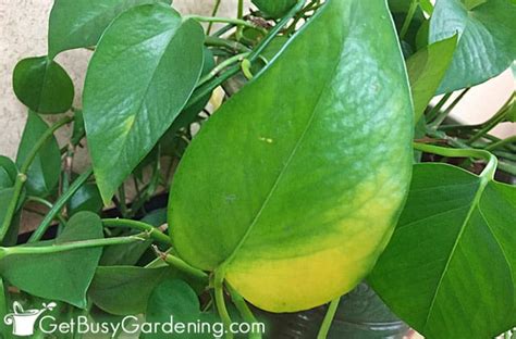 Pothos Plant Care Guide How To Grow Devils Ivy Get Busy Gardening