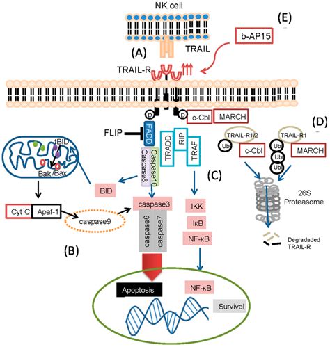 Tnf-related apoptosis-inducing ligand; Tumor Necrosis Factor Ligand ...