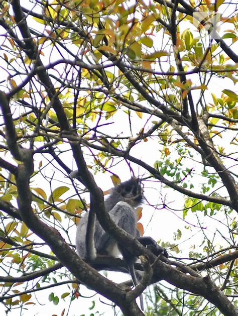 FOTO Populasi Monyet Surili Di Taman Nasional Gunung Halimun Salak