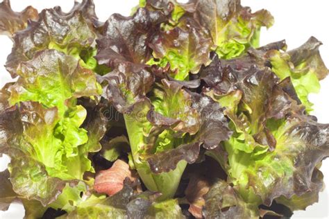 Seedling Of Organic Red Lettuce Leaves Isolated On A White Background