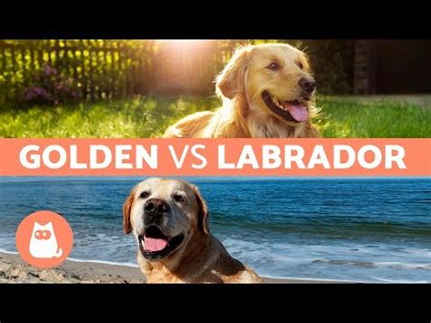 Labrador Vs Golden Descubre Las Fascinantes Diferencias Entre Estas