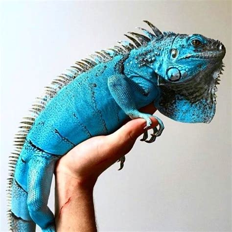 Blue iguana (Cyclura lewisi ), also known as the Grand Cayman