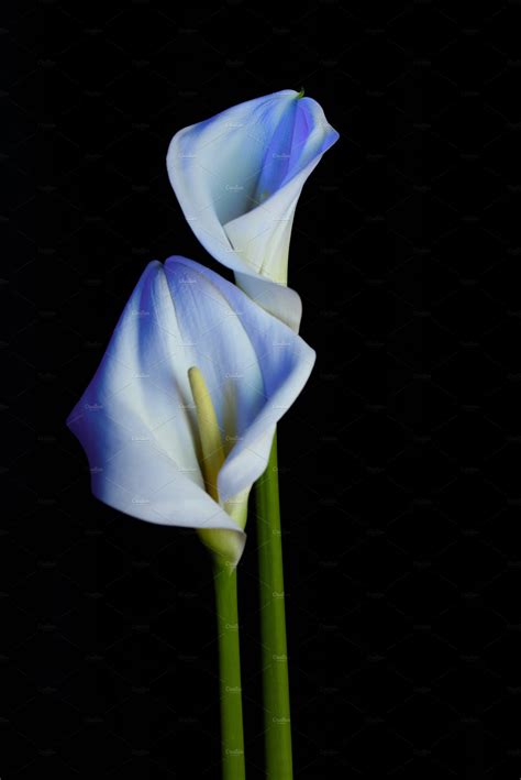 Beautiful Flower Calla With Beautifu High Quality Stock Photos