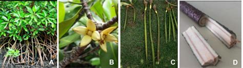 A Plant Mangrove R Mucronata B Flower C Cigar Shaped