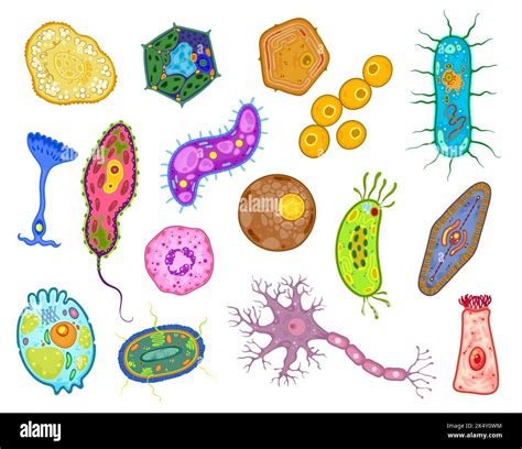 Amoeba Paramecium Model Plastic