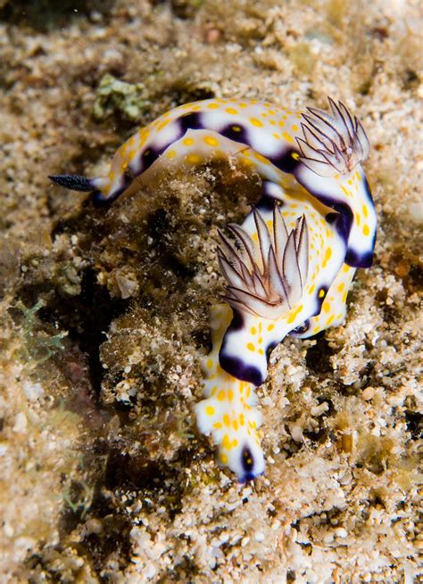 Imperial Nudibranch Chuck Babbitt Flickr