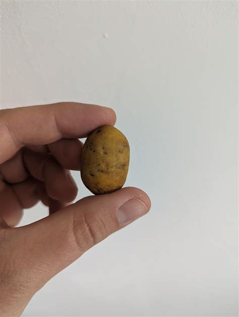 This Small Stone Looks Like A Small Potato R Mildlyinteresting