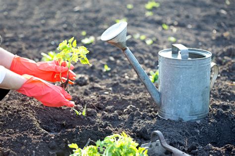 Quand Faut Il Planter Les Plants De Tomates En Pleine Terre