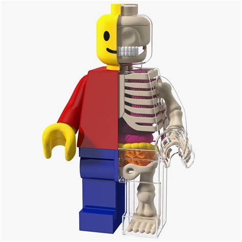 Mitad De Cristal Anatómica Lego Man Modelo 3d 49 3ds Blend C4d