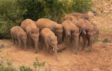 China S Migrating Elephant Herd Further Ahead Cn