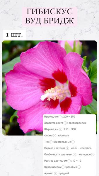 Гибискус Гибискус - купить по выгодным ценам в интернет-магазине OZON ...