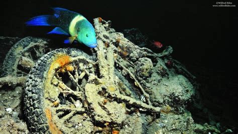 Il Relitto Della Seconda Guerra Mondiale Diventato Un Reef Nel Mar