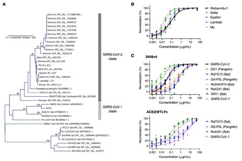 Neutralization Assay For Engineered ACE2 With Pseudoviruses Expressing