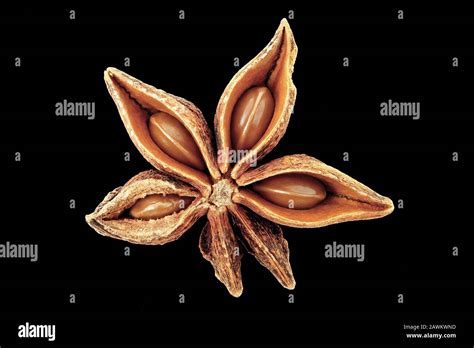 Illicium Verum Plant Hi Res Stock Photography And Images Alamy