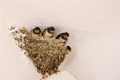 Nest with Swallows (Hirundo Rustica) Stock Image - Image of lining ...