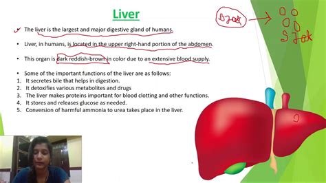 Life Process Full Chapter Lecture 7 CBSE Class 10 Science Biology