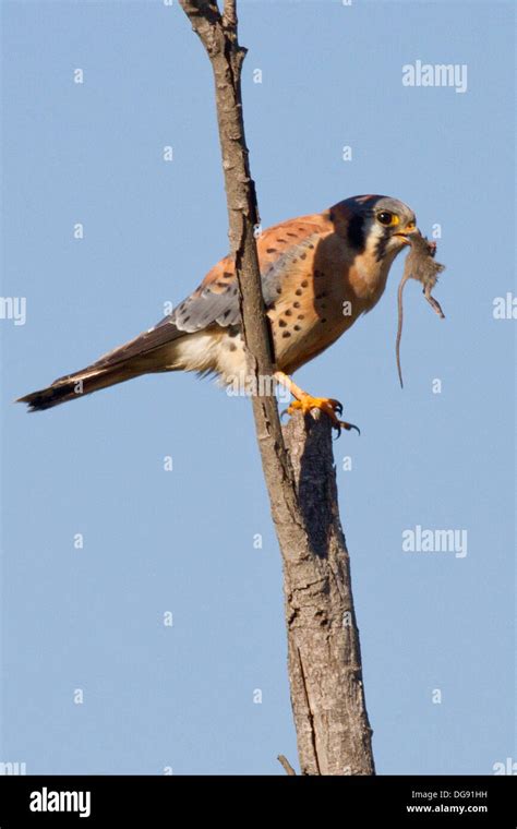 American Kestrel Eating A Rodent Falco Sparverius Back Bay Reserve