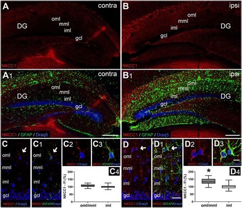 Frontiers Layer Specific Changes Of Kcc And Nkcc In The Mouse