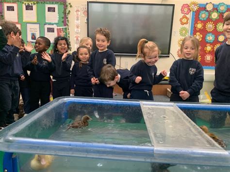 Reception The Ducklings Learn To Swim St Marys Catholic Primary