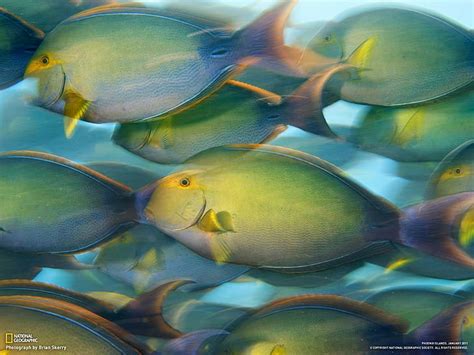 Fish National Geographic Nature Water Hd Wallpaper Wallpaperbetter