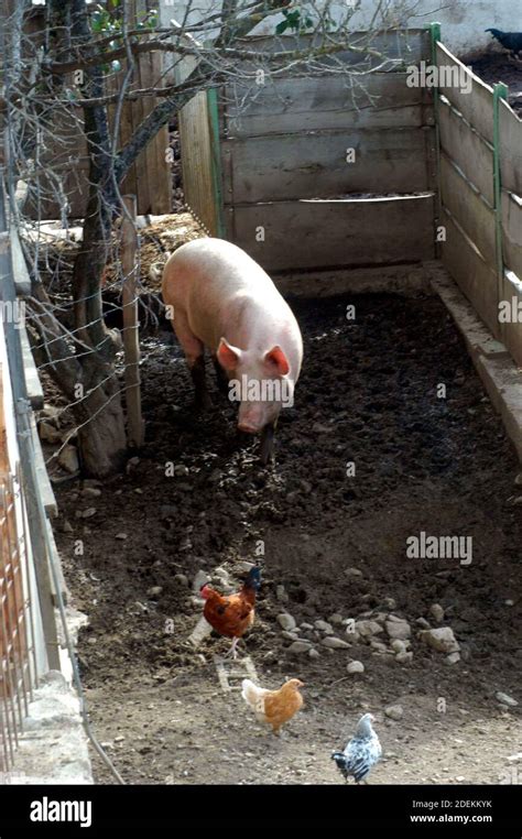 pigs in free range husbandry, animal welfare in pig farming Stock Photo ...