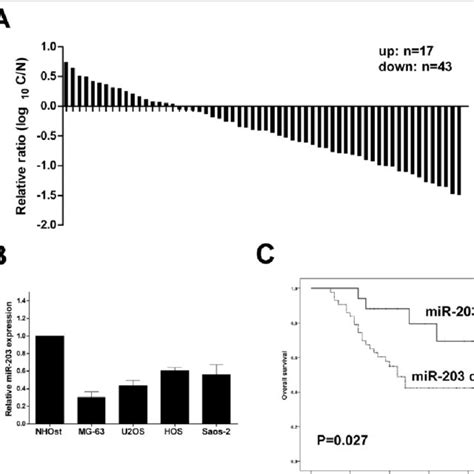 MiR 203 Is Down Regulated In Human OS Tissues And Cell Lines A The