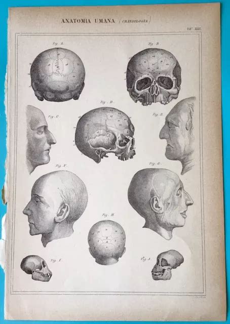 STAMPA ANTICA INCISIONE Anatomia Umana Craniologia 1888 EUR 14 00