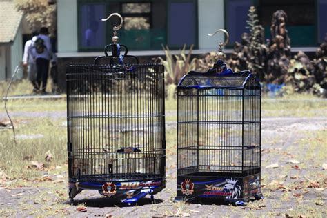 sangkar delta kencana indonesia