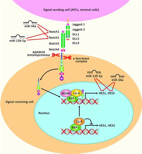 A Schematic Diagram Of The Role Of Several Mirnas In Regulating The