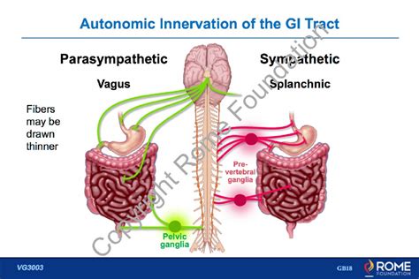 Physiology Motility 17 Schematic Of Vago Vagal Reflex Circuit Rome