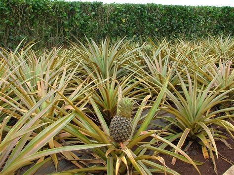 Plantation D Ananas DOLE Matieu L Flickr