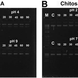 Electrophoretic Separation 0 8 Agarose Gel Of Naked A And