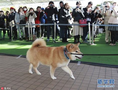 日本網紅柴犬出席「見面會」 明星范十足 每日頭條