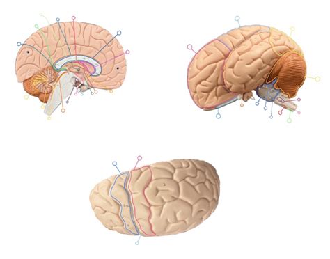 Human Brain Model Labeling Quiz