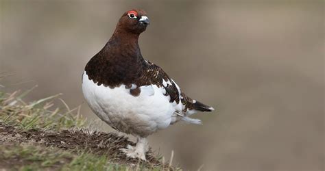 Alaska State Bird Name