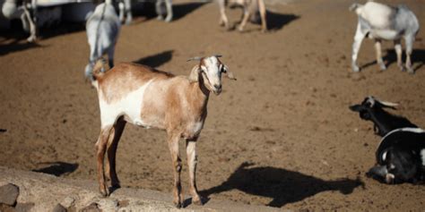 Goat Farm Stock Photo Download Image Now Animal Domestic Animals