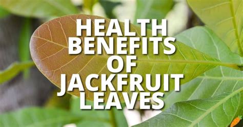 17 Potential Health Benefits Of Jackfruit Leaves