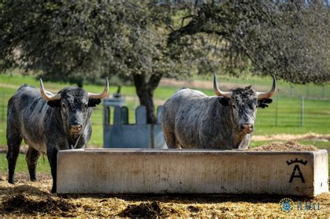 Los Victorinos Para El Domingo De Ramos En Las Ventas Toros De Lidia