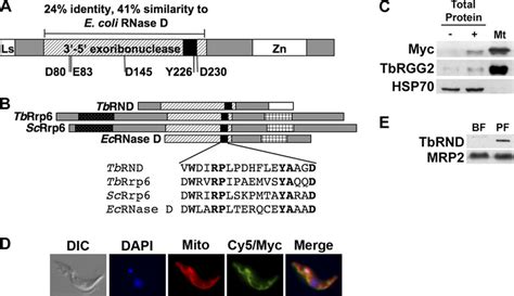 Organization Localization And Expression Of TbRND A A Schematic Of