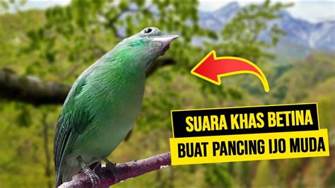 Suara Masteran KHAS CUCAK IJO BETINA Cocok Untuk Pancing JANTAN BAKALAN