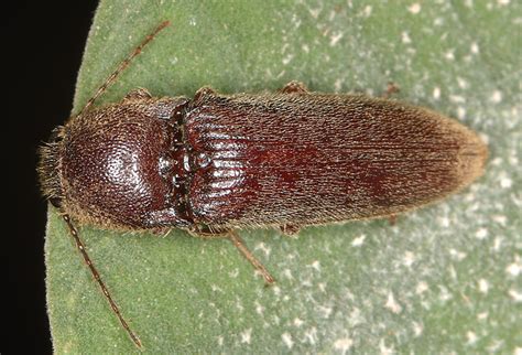 melanotus  nipani karnataka  india  august