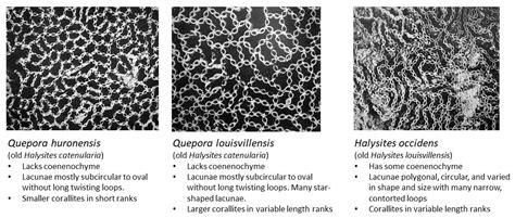 Fossil of the month: Quepora