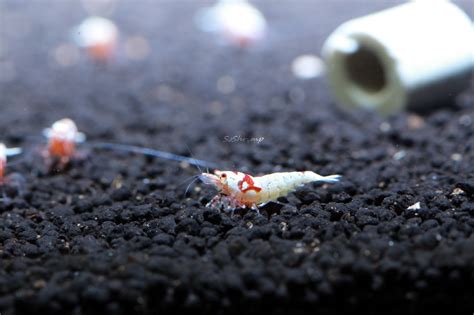 Crystal Red Shrimp Sss Grade Soshrimp