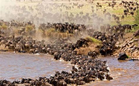 Serengeti National Park - Home ToFind Gigantic Wildlife From 1952