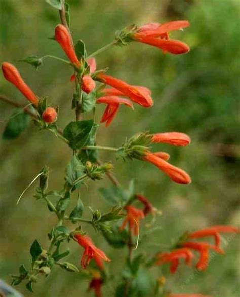 Keckiella Cordifolia Alchetron The Free Social Encyclopedia