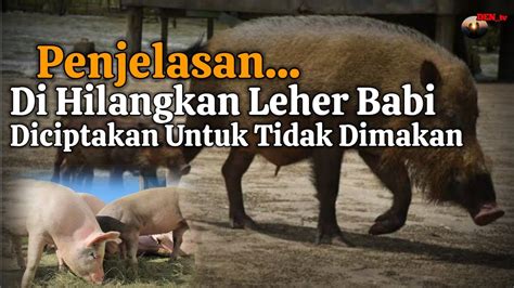 Penjelasan Babi Itu Haram Dihilangkannya Leher Babi Oleh Allah