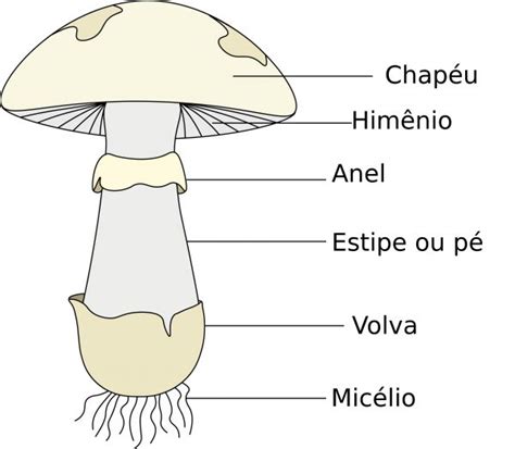 Cogumelos Alucin Genos Biologia Infoescola