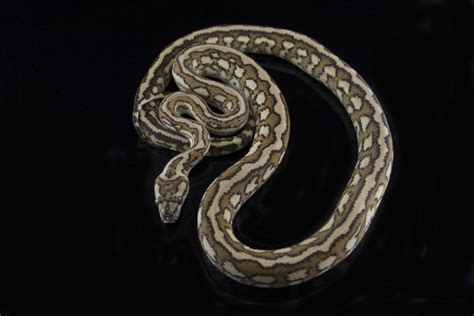 Carpet Python Morphs