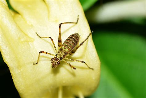 1024x768 wallpaper | Grillo, Insects, Grasshoppers, insect, one animal | Peakpx